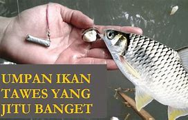 Cara Mancing Belut Yang Susah Makan Umpan